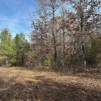40 Acres Hunting Tract with Mixed Hardwood Located in LaSalle Parish images 3