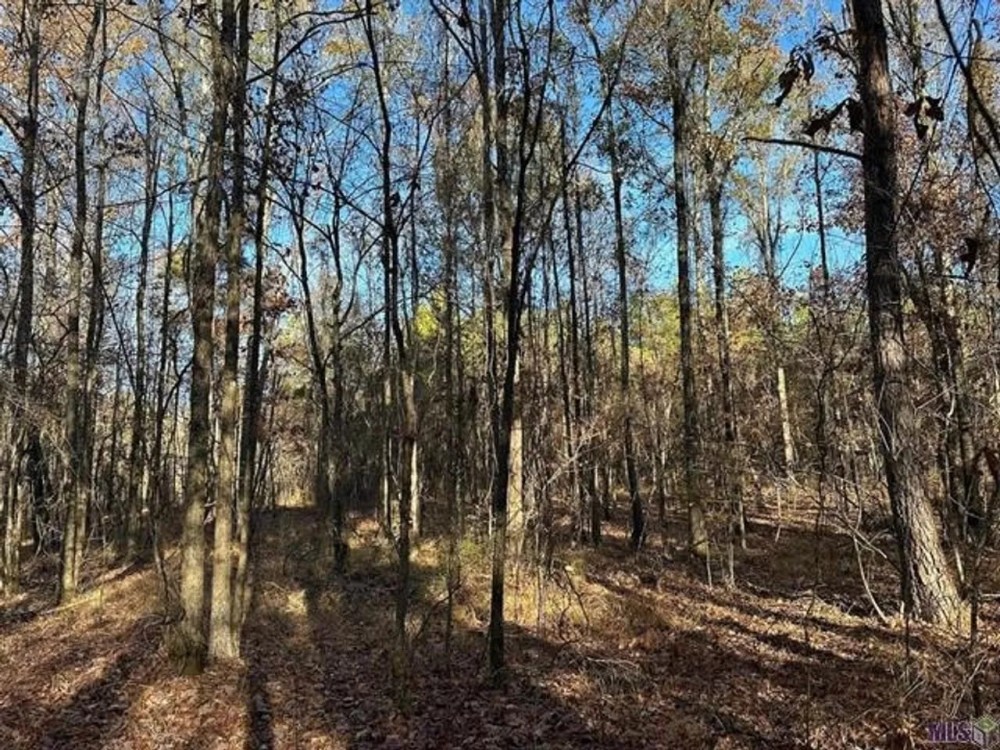 35 Acres Mixed Hardwoods and Pines for Sale with Utilities featured image
