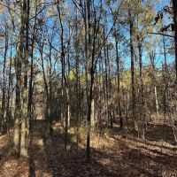 35 Acres Mixed Hardwoods and Pines for Sale with Utilities