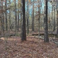 35 Acres Mixed Hardwoods and Pines for Sale with Utilities images 2