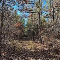 35 Acres Mixed Hardwoods and Pines for Sale with Utilities images 3
