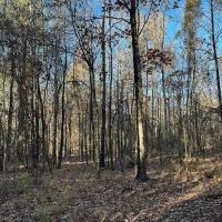 35 Acres Mixed Hardwoods and Pines for Sale with Utilities images 4