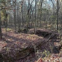 35 Acres Mixed Hardwoods and Pines for Sale with Utilities images 5