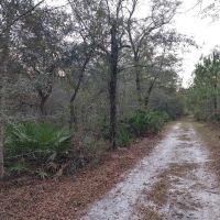 10 Acres in Camden County GA images 2