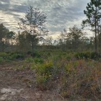 10 Acres in Camden County GA images 3