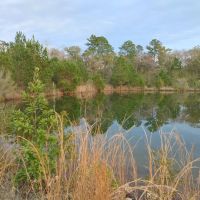 10 Acres in Camden County GA images 4