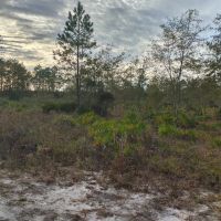 10 Acres in Camden County GA images 5