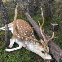 One Hill country deer lease spot (no guest or kids allowed during hunting season)