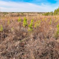 95 Acres in Monroe County Georgia images 5