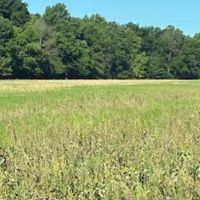 Land For Sale in Spencer County IN 80 Acres - North Tract images 4