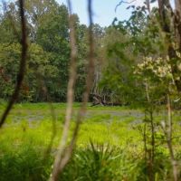 Hunting Land for Sale Just Outside of Baton Rouge