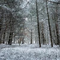 6.5 acre Secluded Camp Lot Dickinson NY
