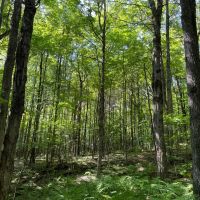 6.5 acre Secluded Camp Lot Dickinson NY images 2