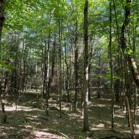 6.5 acre Secluded Camp Lot Dickinson NY images 3
