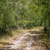Hunting Land for Sale Just Outside of Baton Rouge images 4