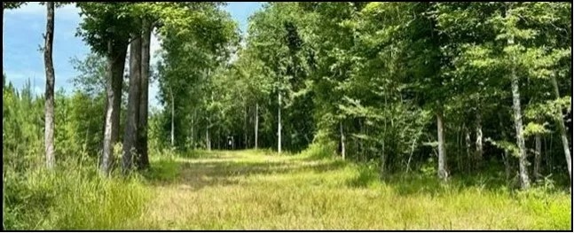 51 Acres in Simpson County in Pinola MS featured image