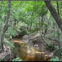 51 Acres in Simpson County in Pinola MS images 2