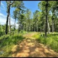 51 Acres in Simpson County in Pinola MS images 4