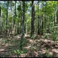 51 Acres in Simpson County in Pinola MS images 5