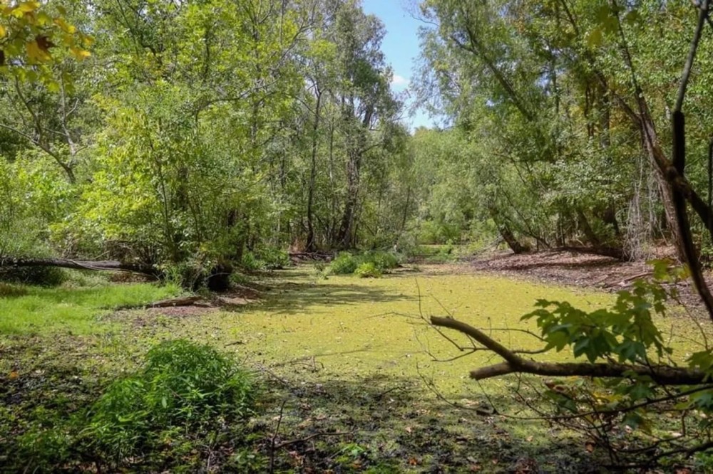 Hunting Land for Sale Just Outside of Baton Rouge featured image