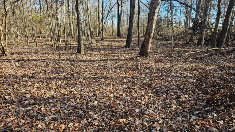 21 Acres in Leflore County MS featured image