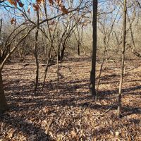 21 Acres in Leflore County MS images 5