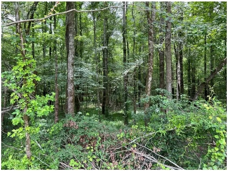 34 Acres in Leake County in Carthage MS featured image