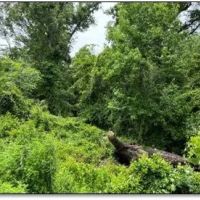 34 Acres in Leake County in Carthage MS images 5
