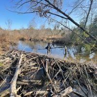 Tract A C - TBD Hwy 222 Malvern AR 72104