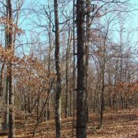 38 Wooded Acres Shop Drilled Well Septic Lagoon Electric images 2
