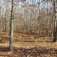 38 Wooded Acres Shop Drilled Well Septic Lagoon Electric images 3