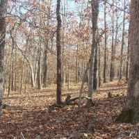 38 Wooded Acres Shop Drilled Well Septic Lagoon Electric images 4