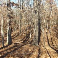 38 Wooded Acres Shop Drilled Well Septic Lagoon Electric images 5