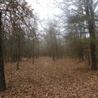 230 ACRES OF PRIME HUNTING AND RECREATIOAL PROPERTY images 4