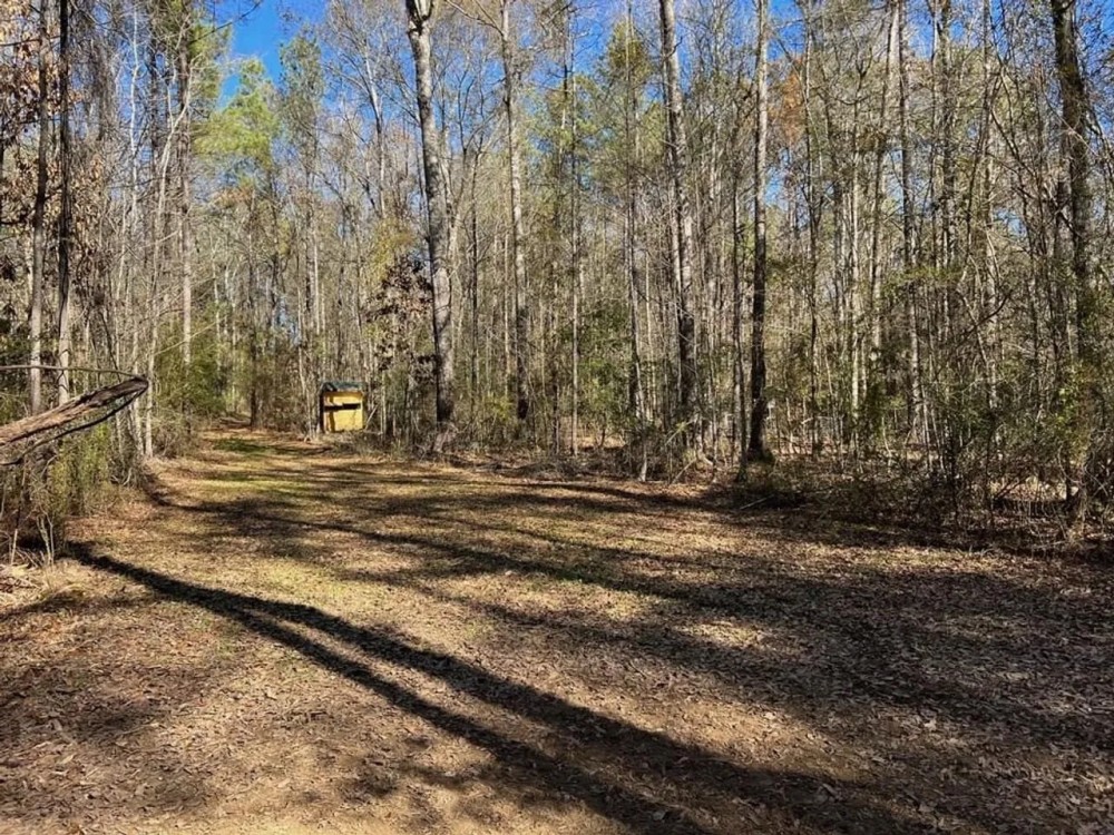 43 Acre Timber Hunting and Homesite in SW MS featured image