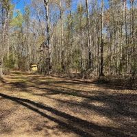 43 Acre Timber Hunting and Homesite in SW MS