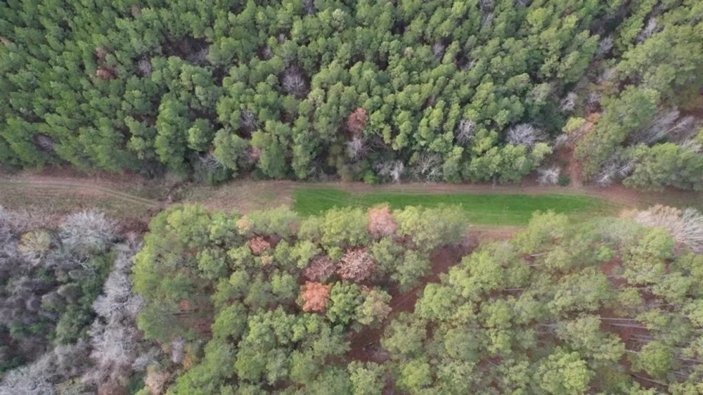 Hunting Land for Sale in Amite County featured image