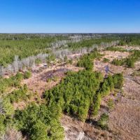 10.91 acres of Recreational Land For Sale in Harnett County NC images 2