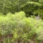 AR - Desha 327 acres - images 3