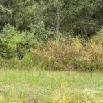 AR - Desha 327 acres - images 5