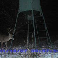 Pic 0011, dream deer 2 in snow