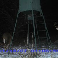 Pic 0013, two trophies in snow