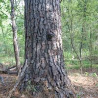 LA - Caldwell 73 acres - images 3