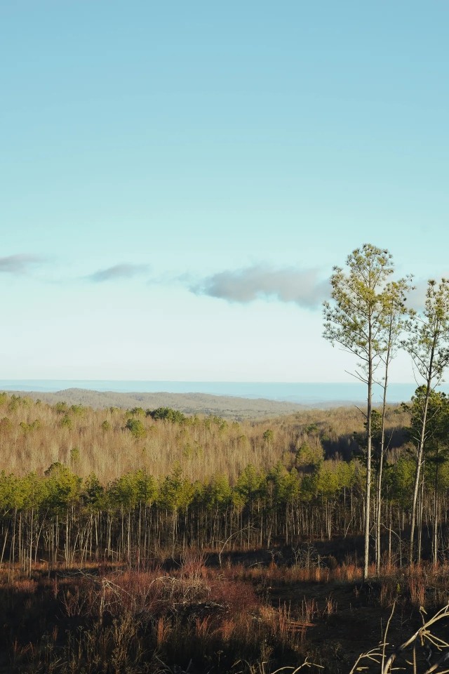 21.7 Acres in Meigs County Tennessee featured image