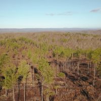 21.7 Acres in Meigs County Tennessee images 4