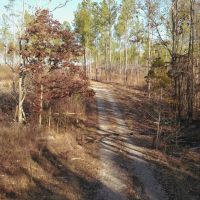 21.7 Acres in Meigs County Tennessee images 5