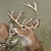 47 - ACRES DEKALB COUNTY HUNTING TIMBER LAND FOR SALE images 5