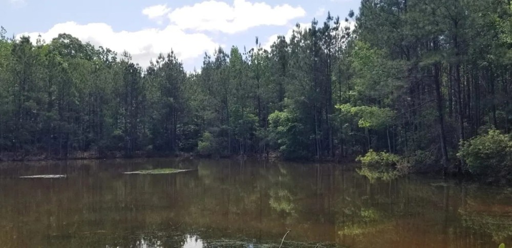 Hurricane Grove Road North Homestead Winn Parish 124 Acres - featured image