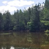 Hurricane Grove Road North Homestead Winn Parish 124 Acres -