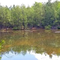Hurricane Grove Road North Homestead Winn Parish 124 Acres - images 2
